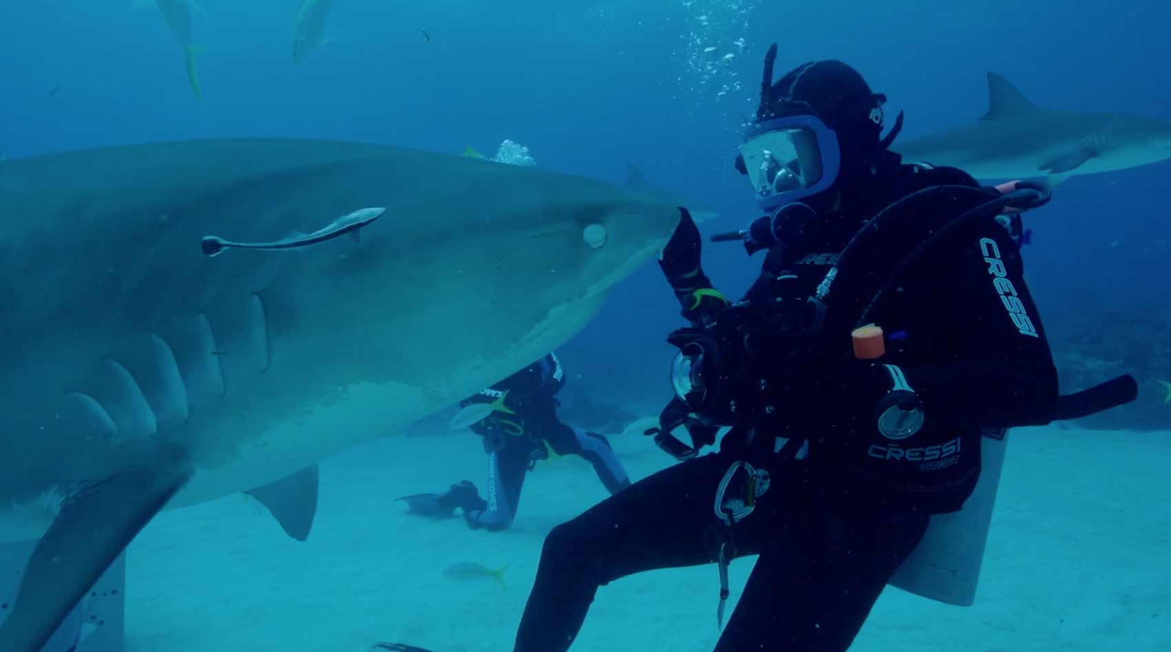 Great white shark photo for web design