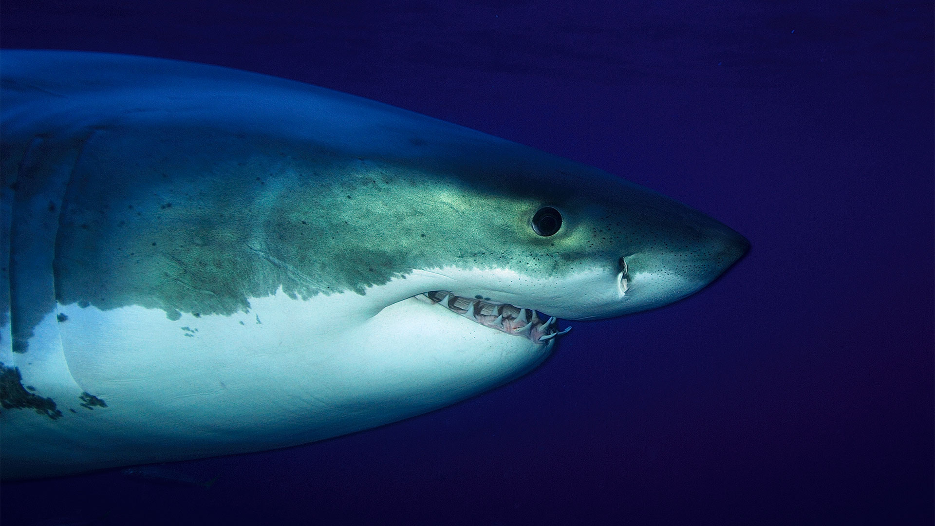 Great White Expeditions